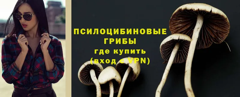 что такое   Жуковский  Галлюциногенные грибы Magic Shrooms 